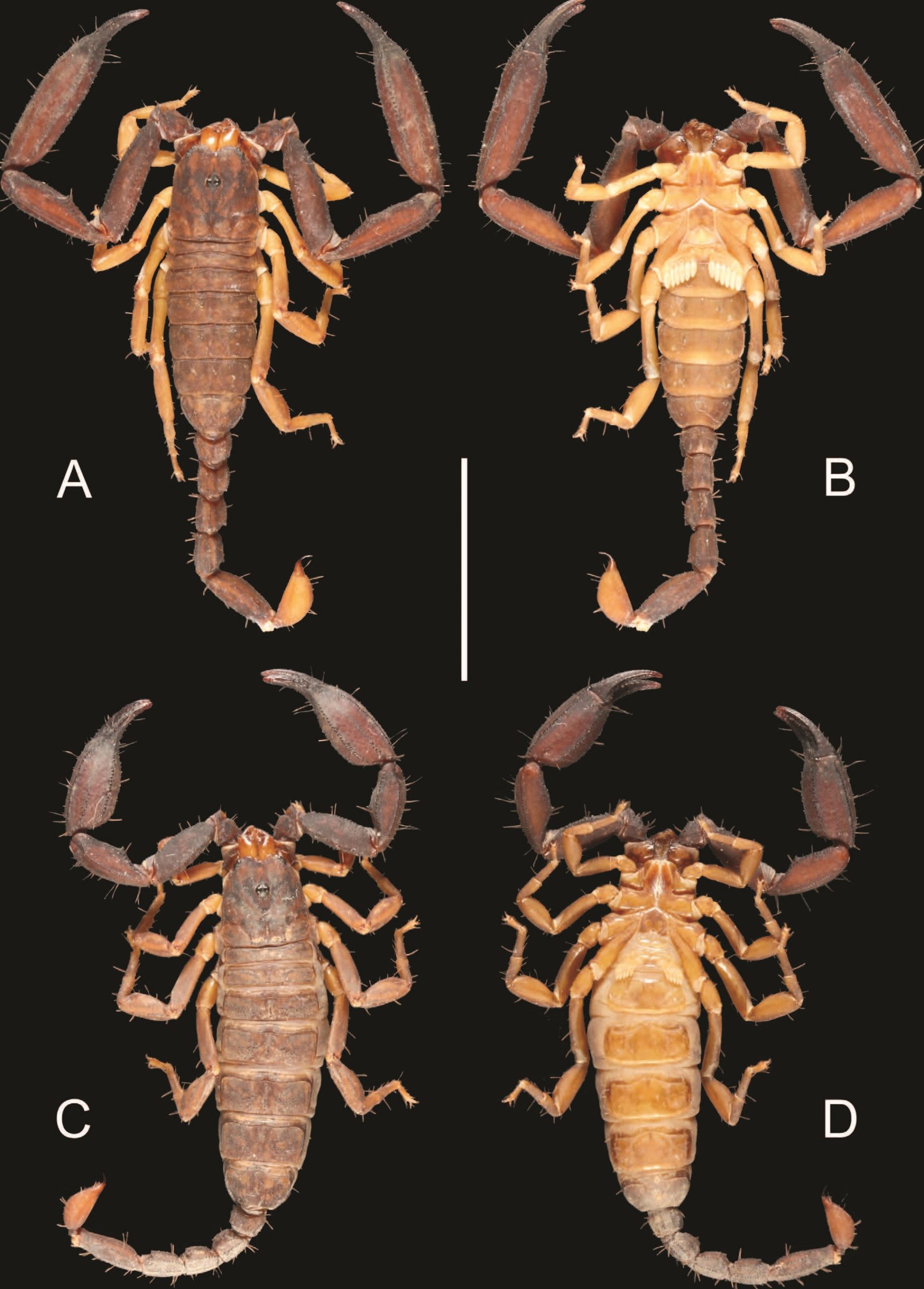 Limacoid Biodiversity – DEPARTMENT OF BIOLOGY