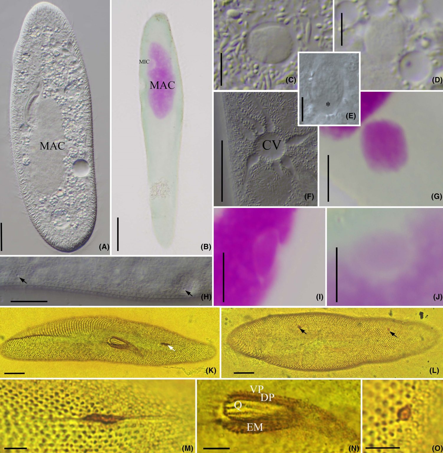 Limacoid Biodiversity – DEPARTMENT OF BIOLOGY
